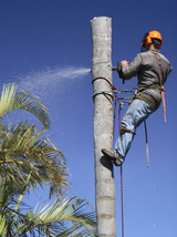 Above and Beyond Tree Service, Jacksonville