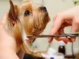 Dog bathing clipping cutting kings lynn Handsome Hounds and Pretty Pouches, Dog Grooming Kings Lynn Norfolk Pet Groomers Downham Market West Norfolk and local area. Call - 01553 811131 38 Park Cresent 