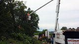 Tree Removal And Tree planting of Maximum Tree Service of New London